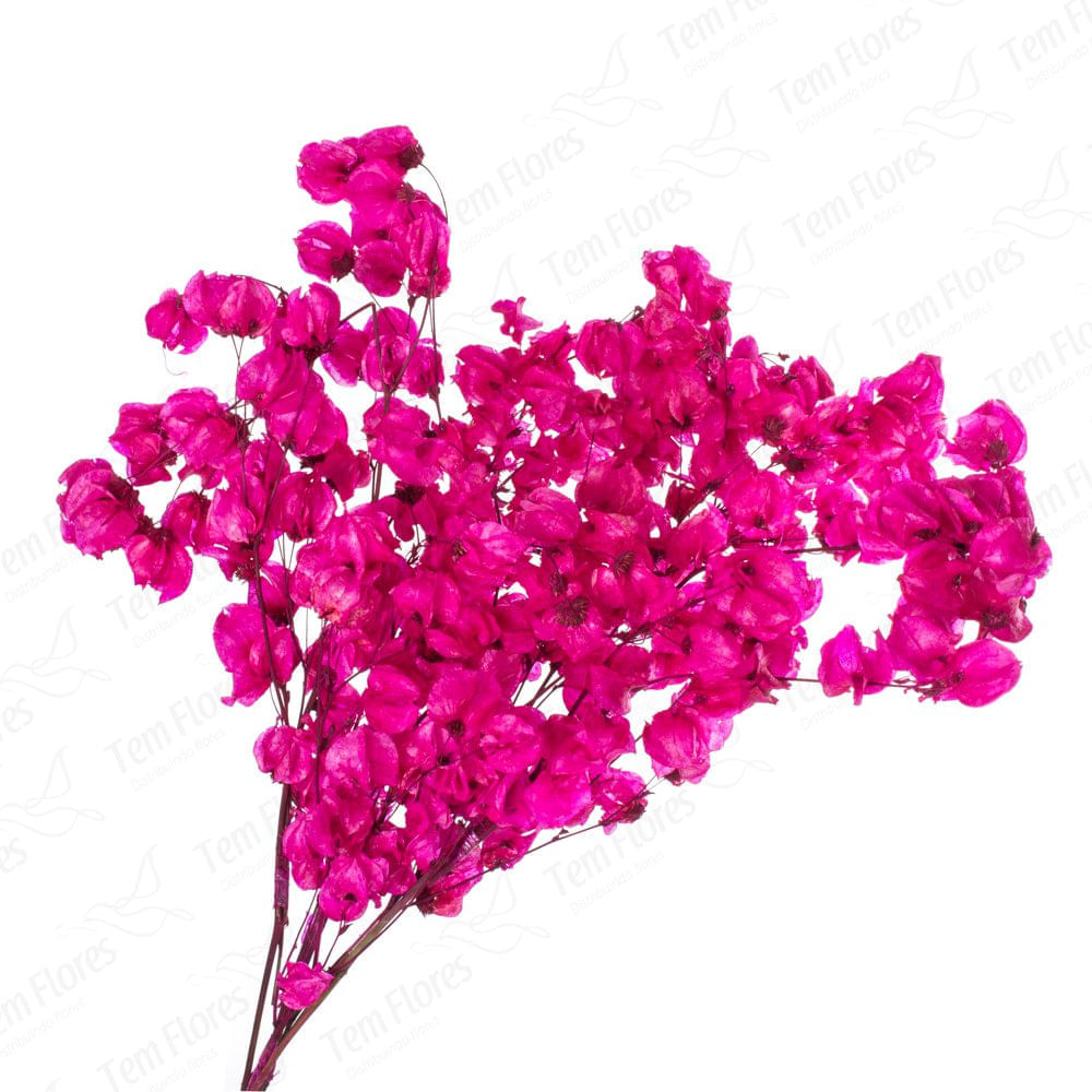 Bougainville Desidratada Primavera para Decoração