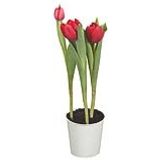 Flor Tulipa Pote 12 Variadas Veiling Holambra