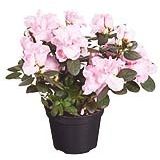Flor Azaléia Pote 14 Veiling Holambra