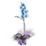 Orquídea Phalaenopsis Azul Pote 12 Veiling Holambra