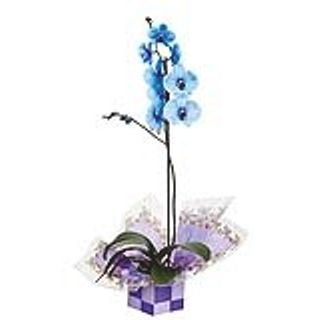 Flor Orquídea Azul Cooperativa Veiling Holambra - Carrefour - Carrefour