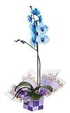 Orquídea Phalaenopsis Azul Pote 12 Veiling Holambra