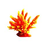 Decoração Soma Silicone Acropora Hidnophora