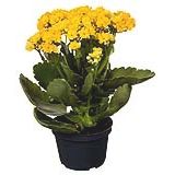 Flor Kalanchoe Dobrado Pote 11 Veiling Holambra