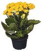 flor-kalanchoe-dobrado-veiling-holambra-1.jpg