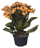 flor-kalanchoe-dobrado-veiling-holambra-2.jpg