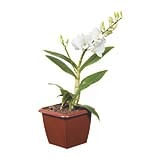 Orquídea Denphalaen Mini Quadrado Pote 12 Veiling Holambra