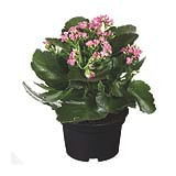 Flor Kalanchoe Pote 15 Variadas Veiling Holambra