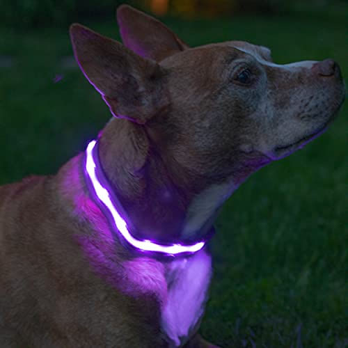 Coleira De Cão Led De Segurança Blazin &#39; – Usb Recarregável Com Luz Intermitente Resistente À Água – Roxo Médio