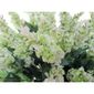 MV27708330_Kit-Flores-artificiais-10-Lavandas-Brancas_4_Zoom