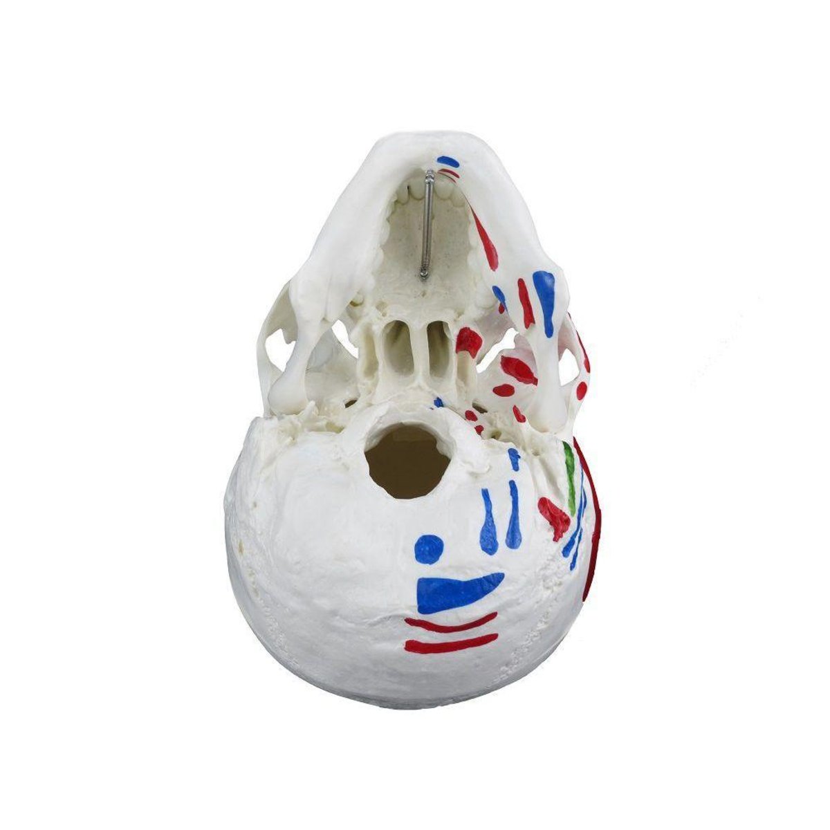 MP28137442_Cranio-Humano-com-Mandibula-Movel-Insercao-e-Origem-Muscular_3_Zoom