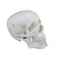 MP28137442_Cranio-Humano-com-Mandibula-Movel-Insercao-e-Origem-Muscular_4_Zoom