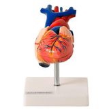 Coração Humano Tamanho Natural 2 Pts Anatomia
