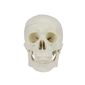 MP28135564_Cranio-Humano-com-Mandibula-Movel-e-Dentes-Removivel-em-5-Partes_1_Zoom