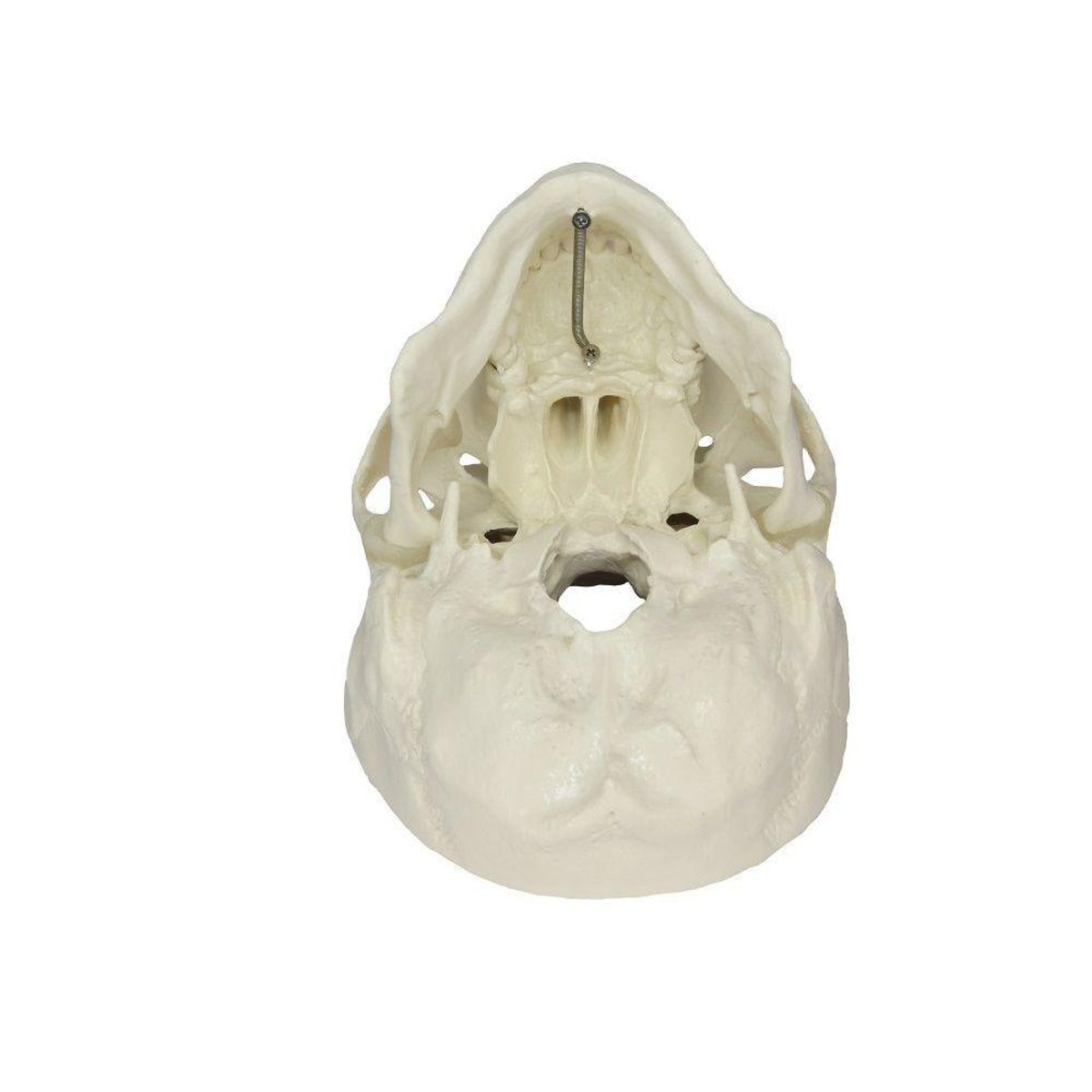 MP28135564_Cranio-Humano-com-Mandibula-Movel-e-Dentes-Removivel-em-5-Partes_3_Zoom