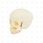 MP28133581_Cranio-Humano-Infantil-com-Mandibula-Vasos-e-Nervos-em-2-Partes_4_Zoom