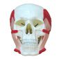 MP28133568_Cranio-Humano-Musculos-da-Mastigacao-Anatomia_1_Zoom