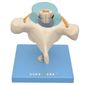 MP28131592_Vertebra-Toracica-com-Cordao-Espinhal-Modelo-Anatomia_3_Zoom