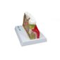 MP28131585_Modelo-de-Patologias-Dentarias_3_Zoom