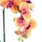 MP28127172_Arranjo-de-Orquidea-3D-Laranja-em-Tubo-de-Vidro_3_Zoom