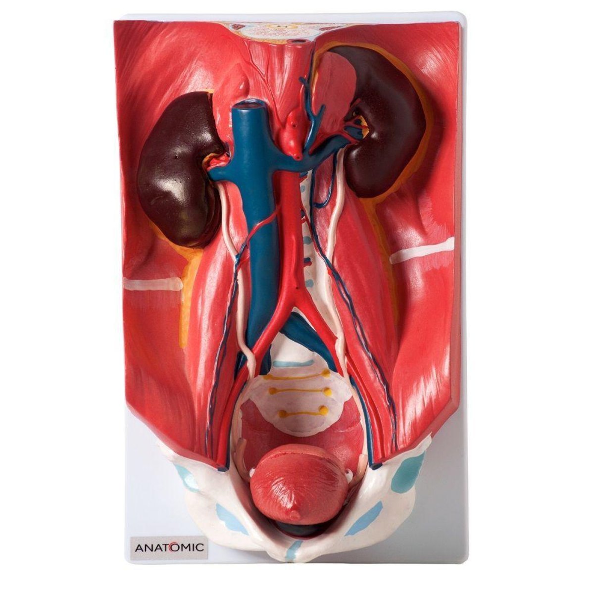 MP28071864_Sistema-Urinario-Classico-em-4-Partes-Modelo-Anatomia_3_Zoom