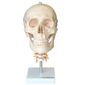 MP28071871_Cranio-Humano-com-Coluna-Cervical-Anatomia_1_Zoom
