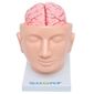 MP28070881_Cabeca-Humana-com-Cerebro-em-9-Partes-Modelo-Anatomia_1_Zoom