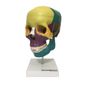 MP28068885_Cranio-Humano-Didatico-Colorido-em-5-Partes-Anatomia_1_Zoom