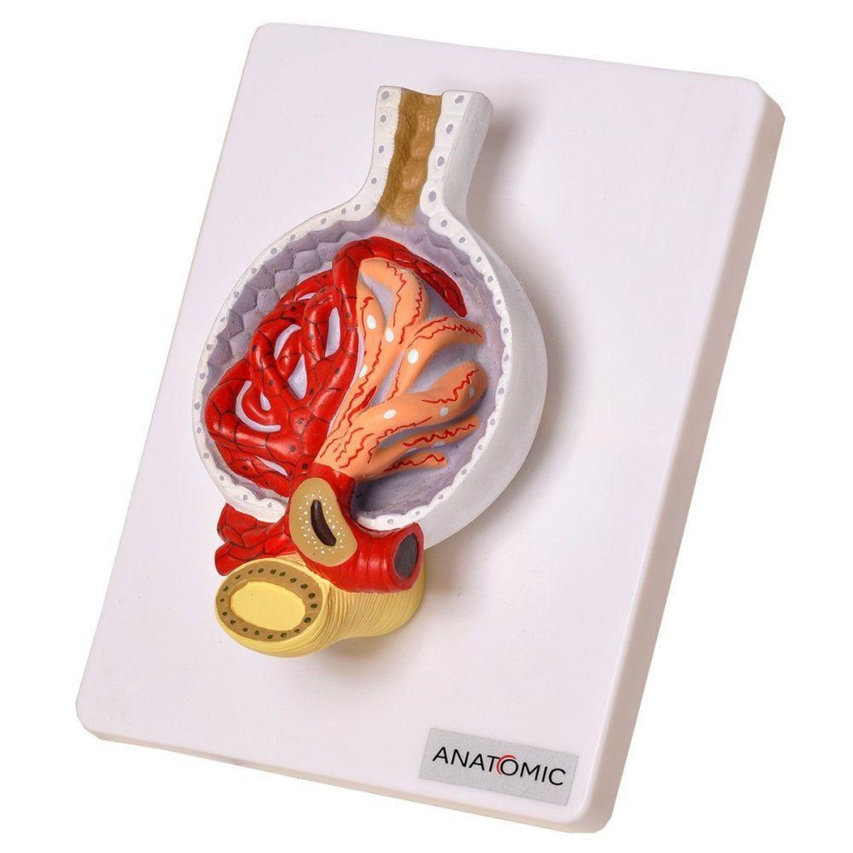 MP28067869_Rim-Glomerulos-Ampliado-700-X-Anatomia_3_Zoom