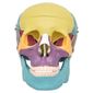 MP28064842_Cranio-Humano-Colorido-em-3-Partes-Modelo-Anatomia_1_Zoom