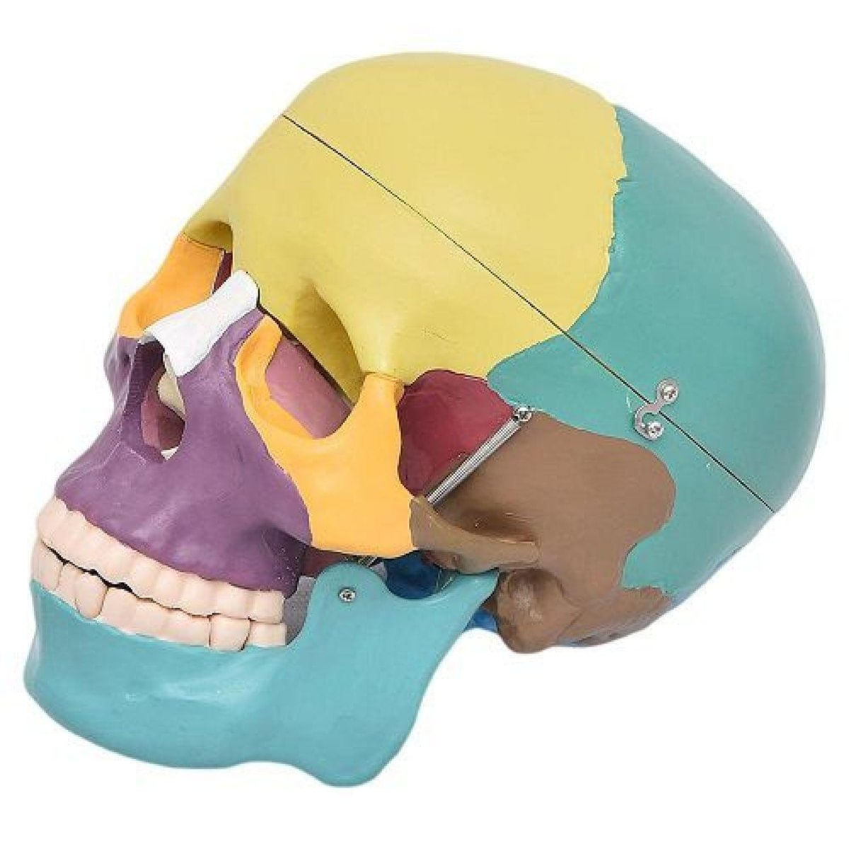 MP28064842_Cranio-Humano-Colorido-em-3-Partes-Modelo-Anatomia_2_Zoom