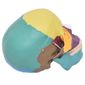 MP28064842_Cranio-Humano-Colorido-em-3-Partes-Modelo-Anatomia_3_Zoom