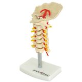 Coluna Vertebral Cervical Esqueleto, Anatomia