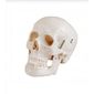 MP28015469_Cranio-Tamanho-Natural-5-Partes-Modelo-Anatomico_1_Zoom