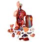 MP28014504_Modelo-Anatomico-Torso-Assexuado-45-Cm-Em-25-Partes-Anatomia_1_Zoom