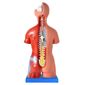 MP28014504_Modelo-Anatomico-Torso-Assexuado-45-Cm-Em-25-Partes-Anatomia_2_Zoom