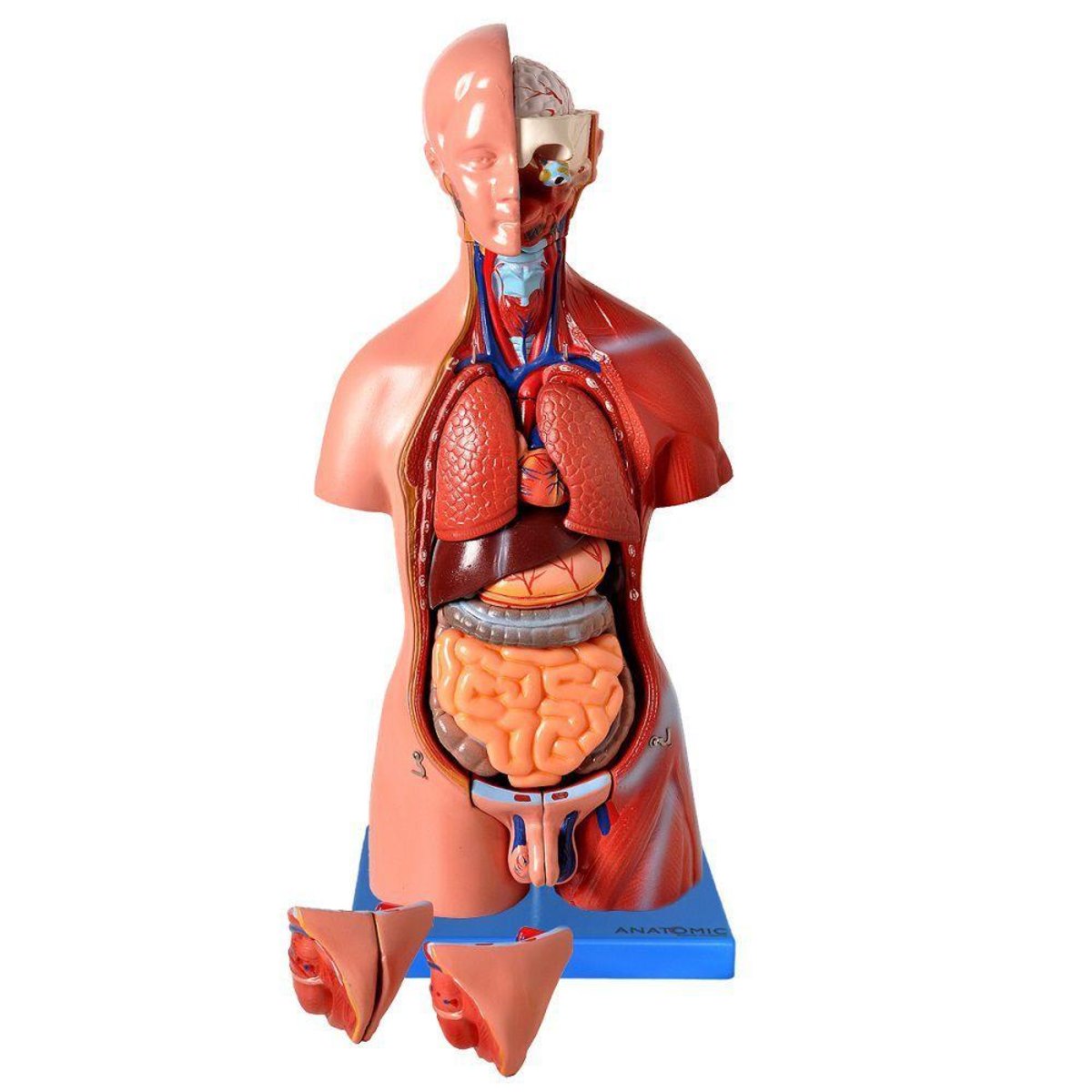 MP28014504_Modelo-Anatomico-Torso-Assexuado-45-Cm-Em-25-Partes-Anatomia_3_Zoom