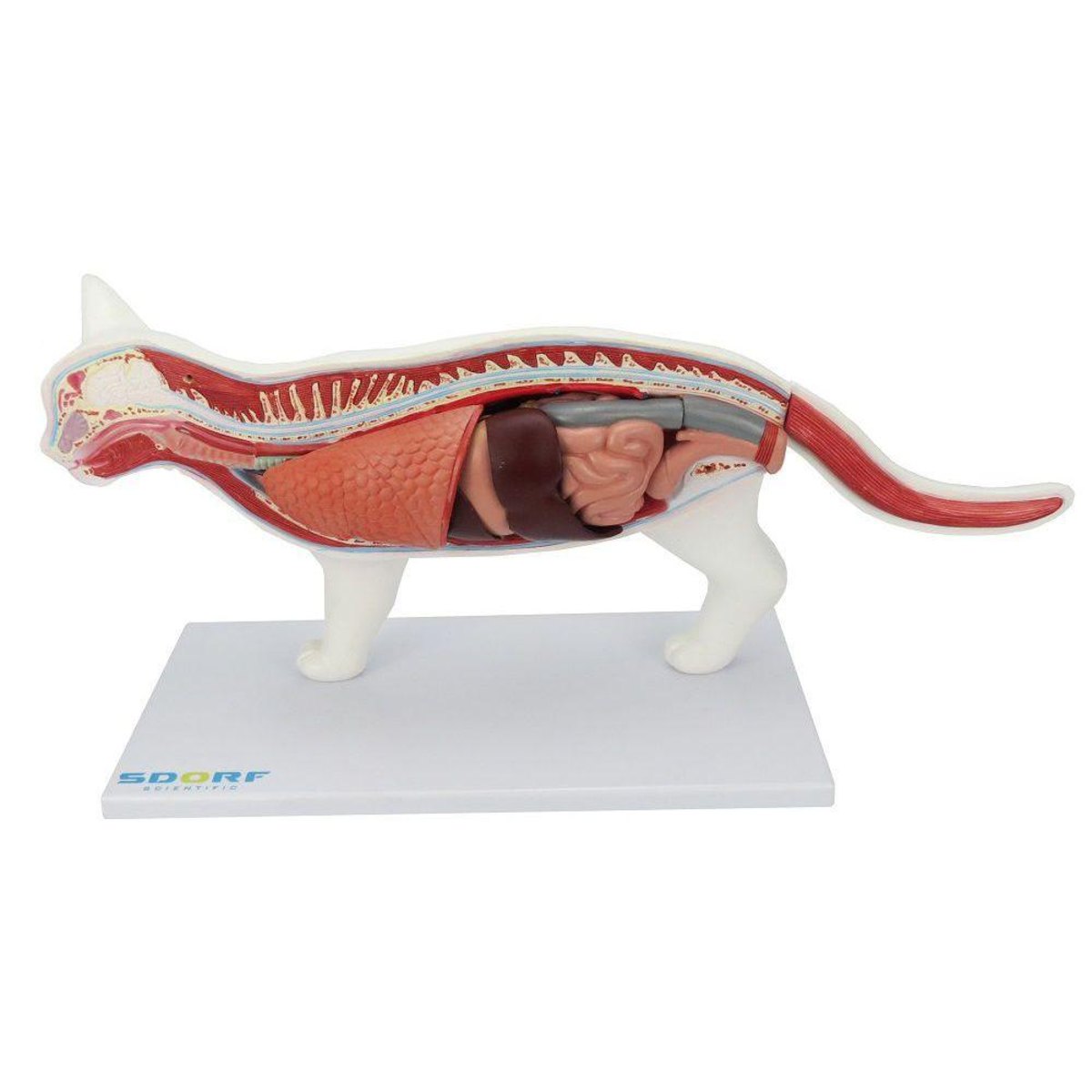 MP28012401_Anatomia-do-Gato-em-12-Partes_4_Zoom