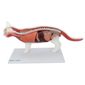 MP28012401_Anatomia-do-Gato-em-12-Partes_4_Zoom