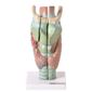 MP28011475_Laringe-Ampliada-Em-3-Partes-Modelo-Anatomia_3_Zoom