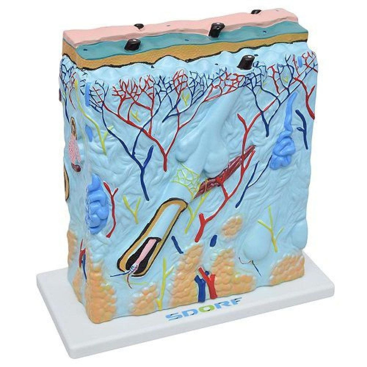 MP28011417_Corte-de-Pele-em-Lamina-Modelo-Anatomia_3_Zoom