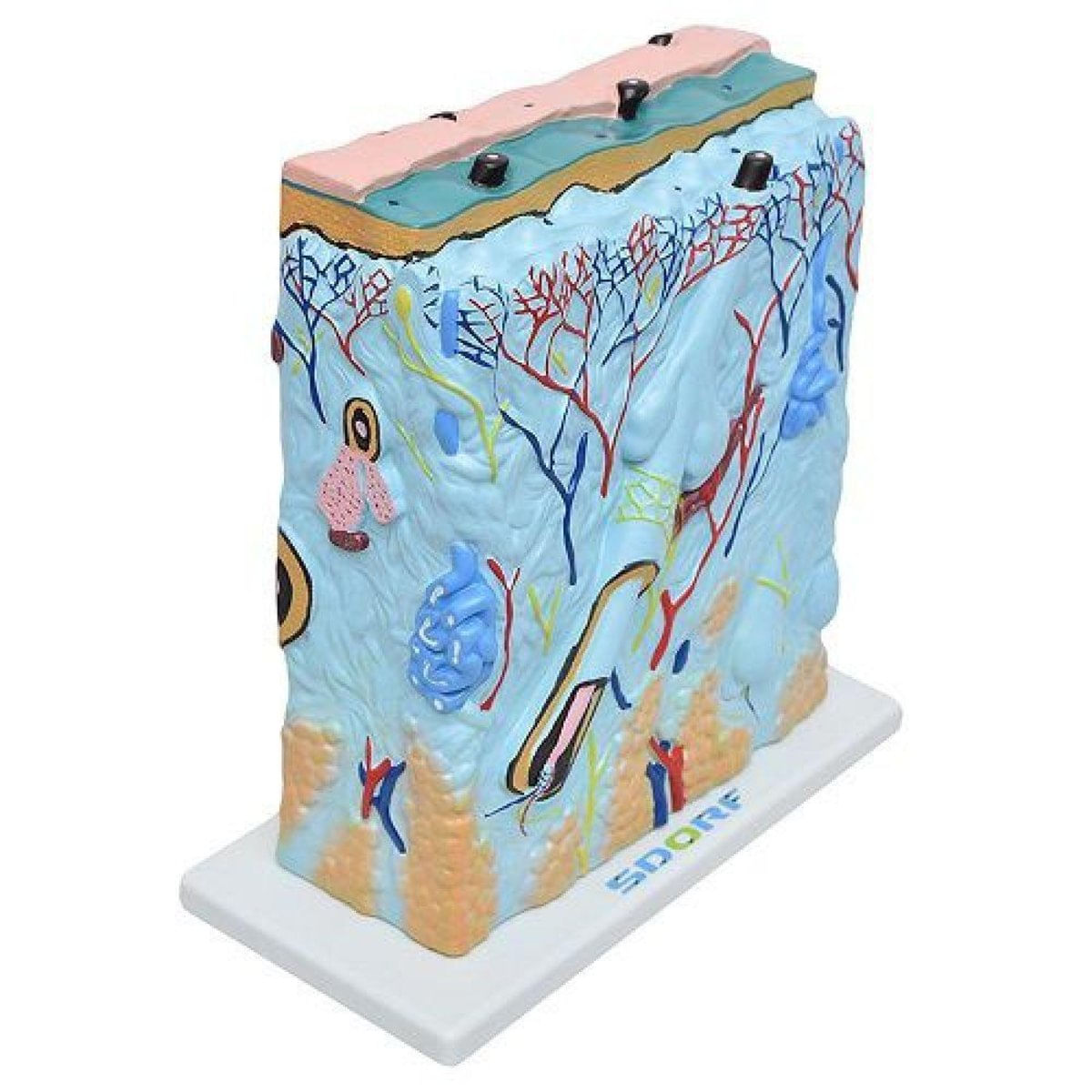 MP28011417_Corte-de-Pele-em-Lamina-Modelo-Anatomia_4_Zoom