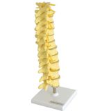 Coluna Vertebral Torácica Esqueleto Anatomia