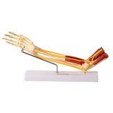 Braço com Ossos Músculos Ligamentos e Nervos Anatomic