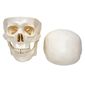 MP28010452_Cranio-Com-Mandibula-Movel-3-Partes_1_Zoom