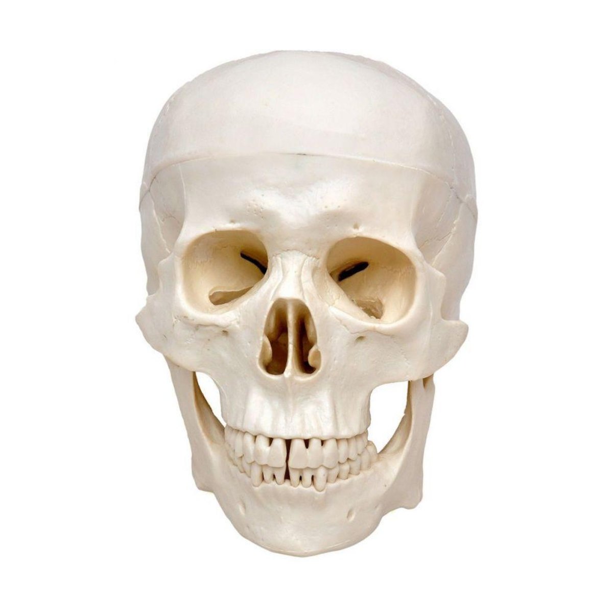 MP28010452_Cranio-Com-Mandibula-Movel-3-Partes_2_Zoom