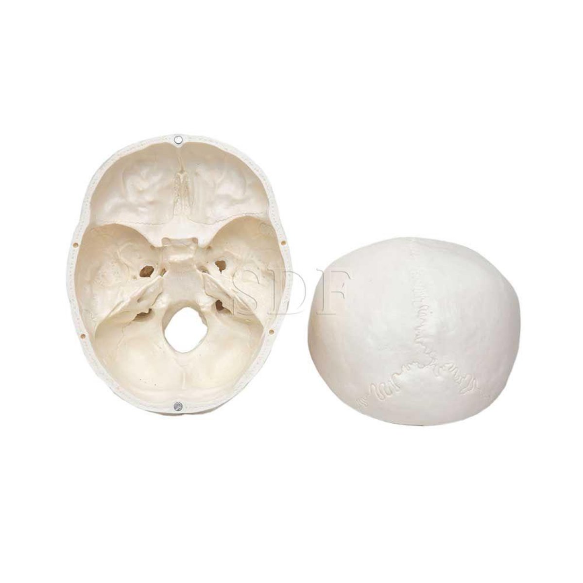 MP28010452_Cranio-Com-Mandibula-Movel-3-Partes_3_Zoom