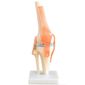 MP28009433_Articulacao-do-Joelho-e-Ligamentos-Coleman_1_Zoom