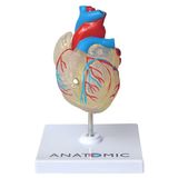 Coração Humano Transparente Em 2 Pts Anatomia