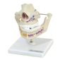 MP28008513_Denticao-Adulta-Arcada-Dentaria-Anatomia_1_Zoom